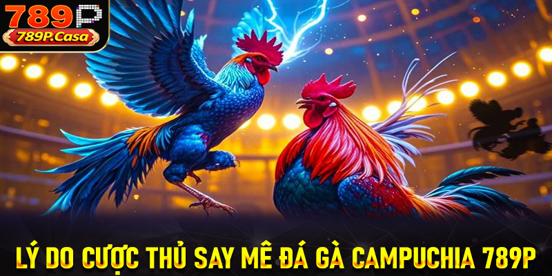 Lý do hàng chục ngàn cược thủ say mê đá gà Campuchia 789P 