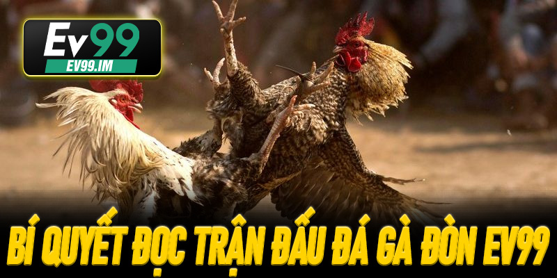 Bí quyết đọc trận đấu Đá Gà Đòn EV99