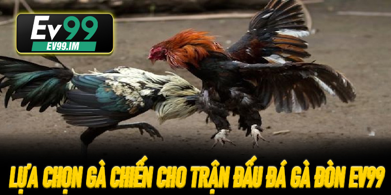 Tối ưu hóa lựa chọn gà chiến cho trận đấu Đá Gà Đòn EV99